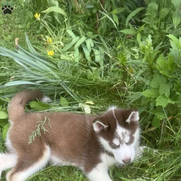 Brownie, Siberian Husky Puppy