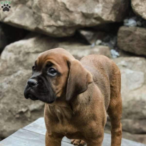 Bailey, Boxador Puppy