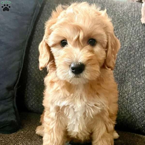 Ruffle, Mini Goldendoodle Puppy