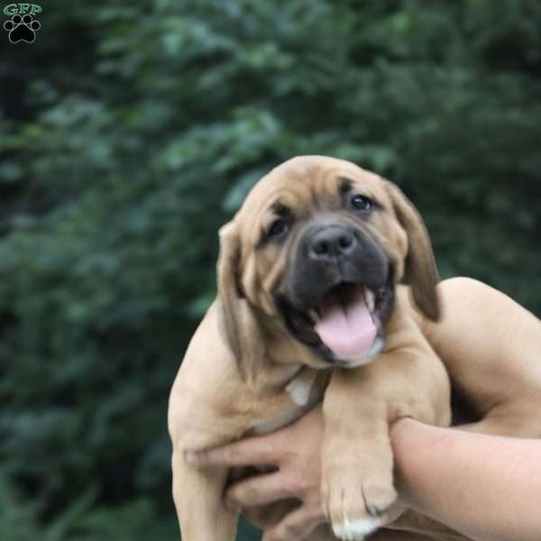 Barry, Boxador Puppy