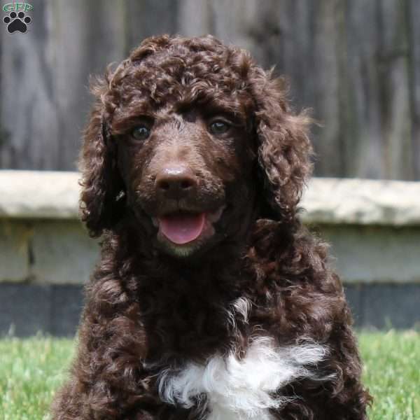 Wagner Moyen, Standard Poodle Puppy