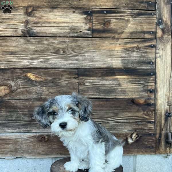 Magnus, Cavapoo Puppy