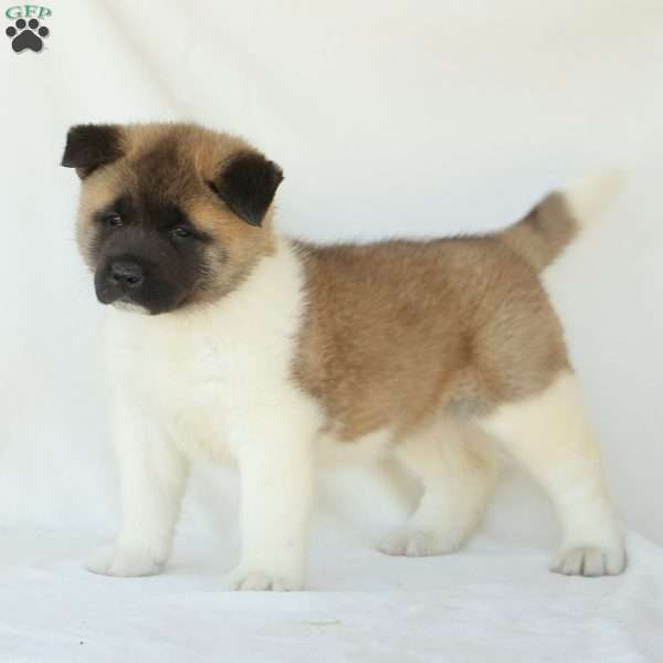 Bailey, Akita Puppy