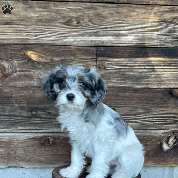 Macy, Cavapoo Puppy