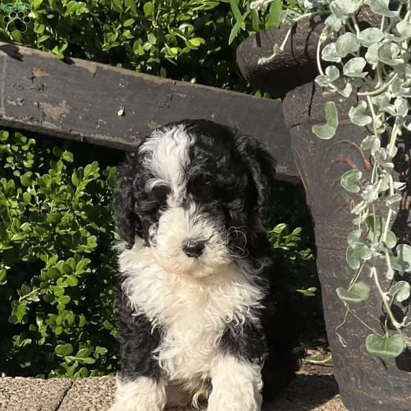 Caleb, Mini Bernedoodle Puppy