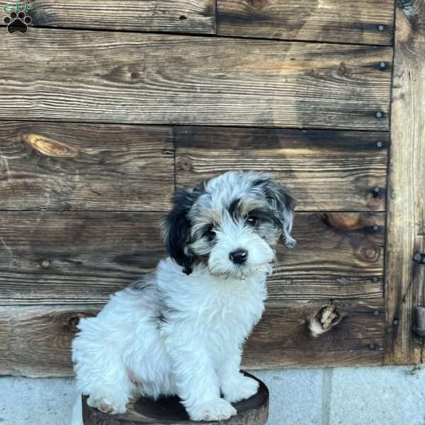 Millie, Cavapoo Puppy