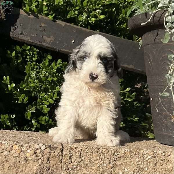 Carson, Mini Bernedoodle Puppy