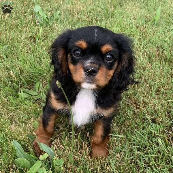 Arlo, Cavalier King Charles Spaniel Puppy