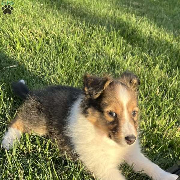 Bell, Sheltie Puppy