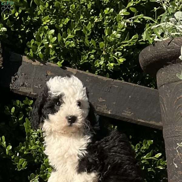 Candy, Mini Bernedoodle Puppy