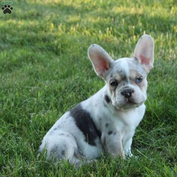 Arie Pearl, French Bulldog Puppy