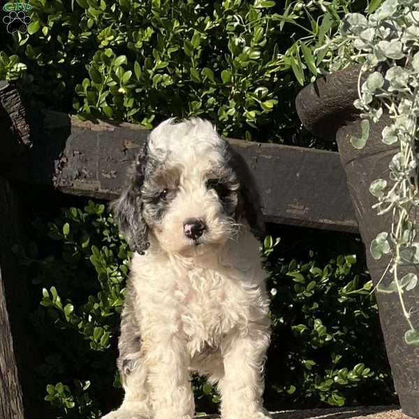 Callie, Mini Bernedoodle Puppy