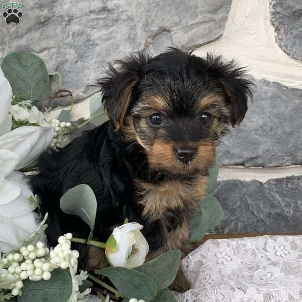 Faith, Yorkie Poo Puppy