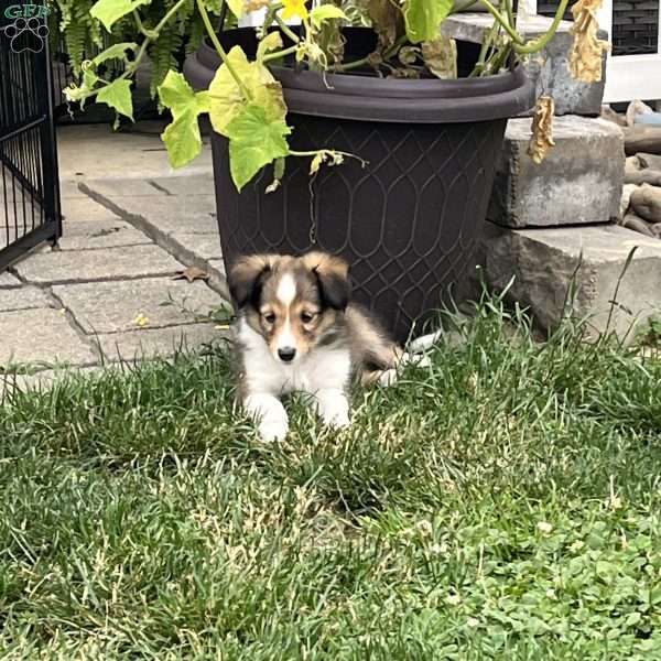 Molly, Sheltie Puppy