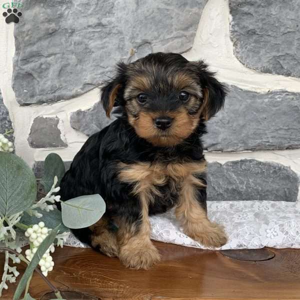 Lori, Yorkie Poo Puppy