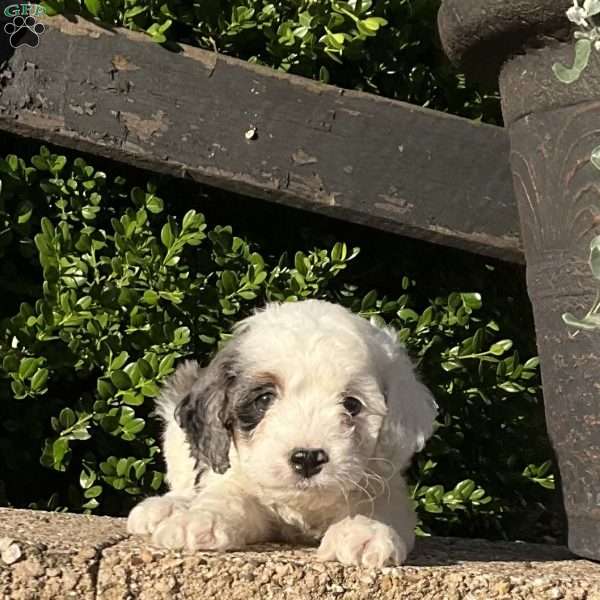 Cassie, Mini Bernedoodle Puppy