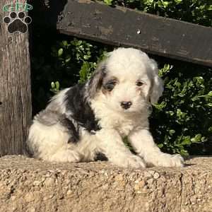 Cassie, Mini Bernedoodle Puppy