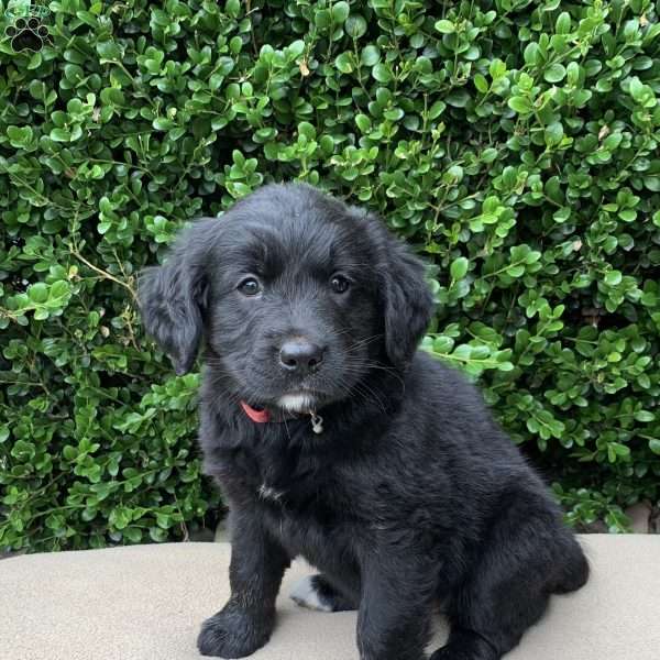 Ashley, Bernese Golden Mountain Dog Puppy