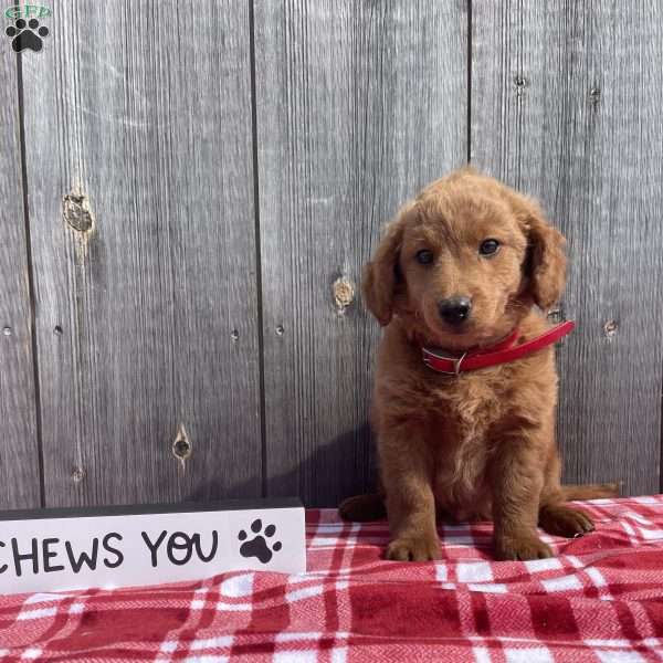 Ace, Mini Goldendoodle Puppy