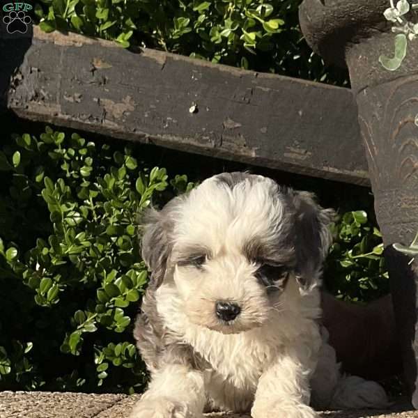 Courtney, Mini Bernedoodle Puppy