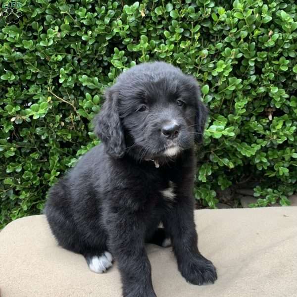 Amber, Bernese Golden Mountain Dog Puppy