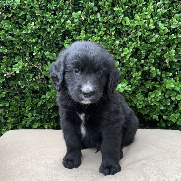 Alex, Bernese Golden Mountain Dog Puppy