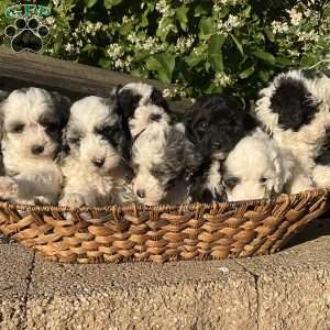 Cassie, Mini Bernedoodle Puppy