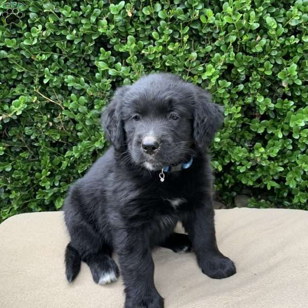 Abby, Bernese Golden Mountain Dog Puppy