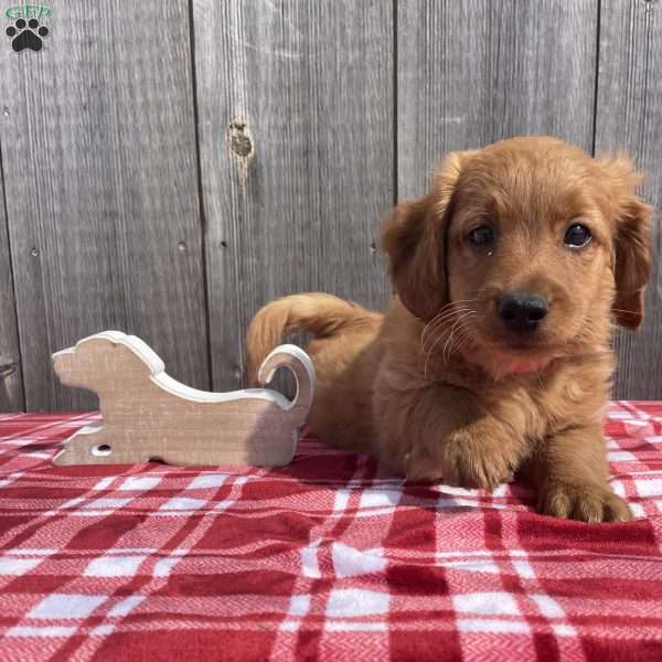 Nemo, Mini Goldendoodle Puppy