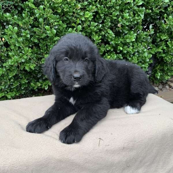 Andy, Bernese Golden Mountain Dog Puppy