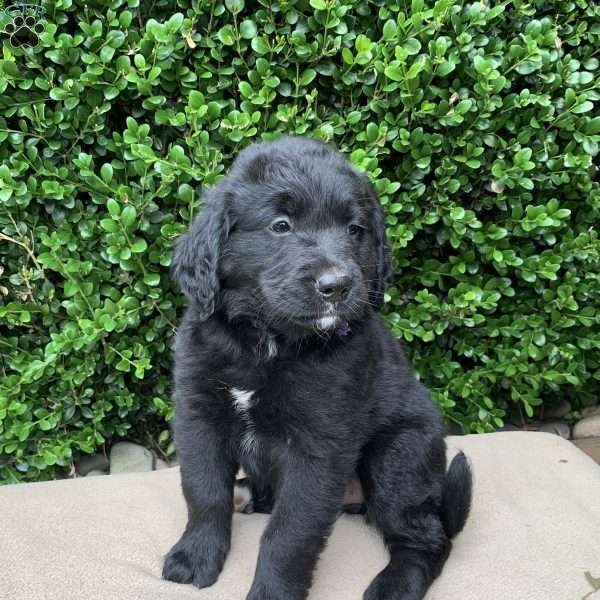 Allie, Bernese Golden Mountain Dog Puppy