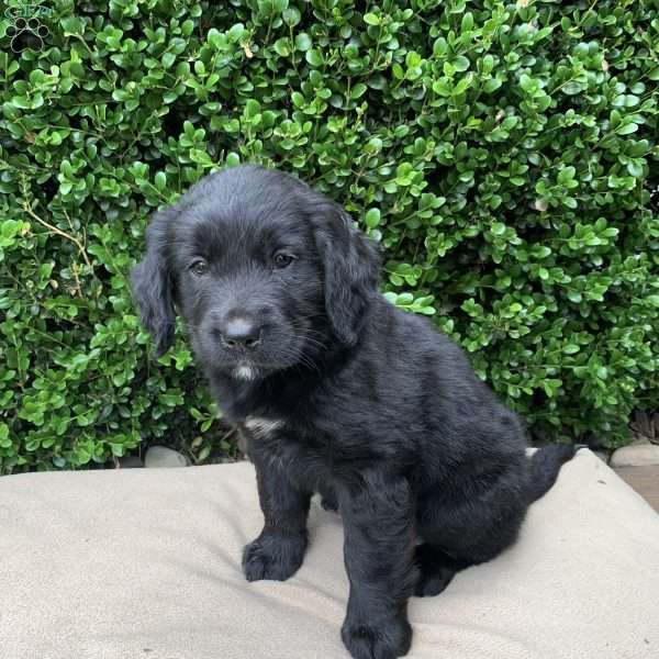 Ava, Bernese Golden Mountain Dog Puppy