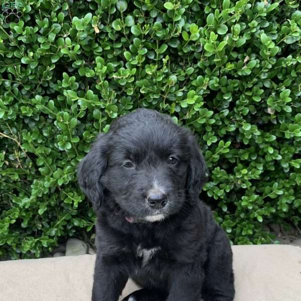 Anna, Bernese Golden Mountain Dog Puppy