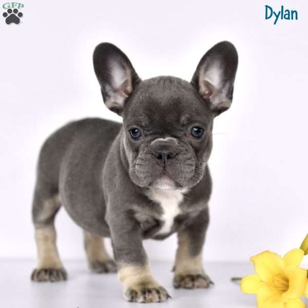 Dylan, French Bulldog Puppy