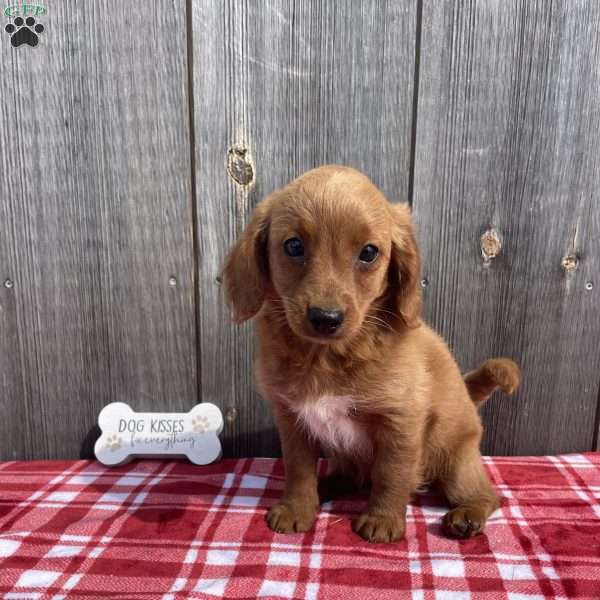 Minnie, Mini Goldendoodle Puppy