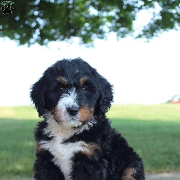 Faith, Bernedoodle Puppy