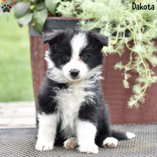 Dakota, Australian Shepherd Puppy