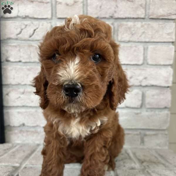 Debbie, Bernedoodle Puppy