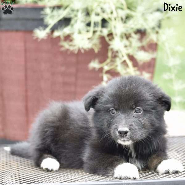 Dixie, Australian Shepherd Puppy