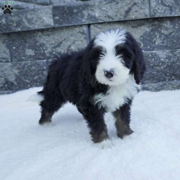 Sally, Bernedoodle Puppy