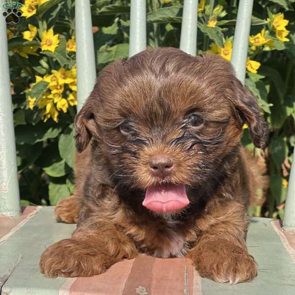 Sarah, Shih-Poo Puppy