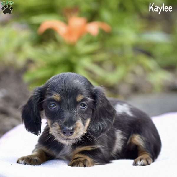 Kaylee, Dachshund Puppy