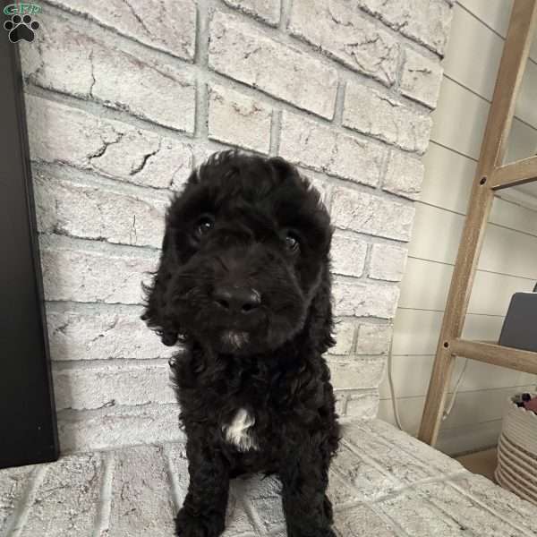 Ruby, Bernedoodle Puppy