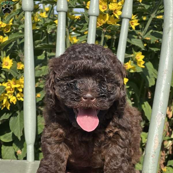 Sulia, Shih-Poo Puppy