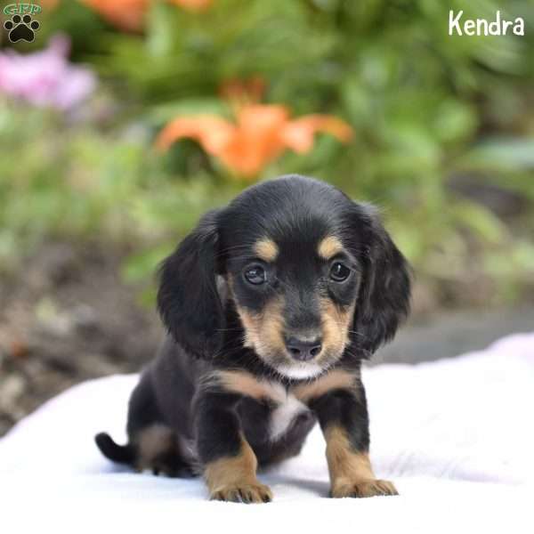 Kendra, Dachshund Puppy