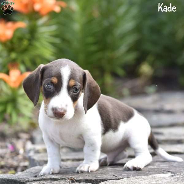 Kade, Dachshund Puppy