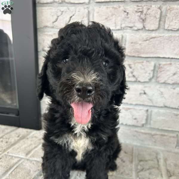 Hank, Bernedoodle Puppy