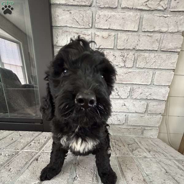 Murphy, Bernedoodle Puppy