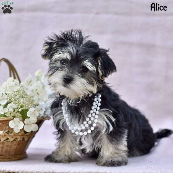 Alice, Morkie / Yorktese Puppy
