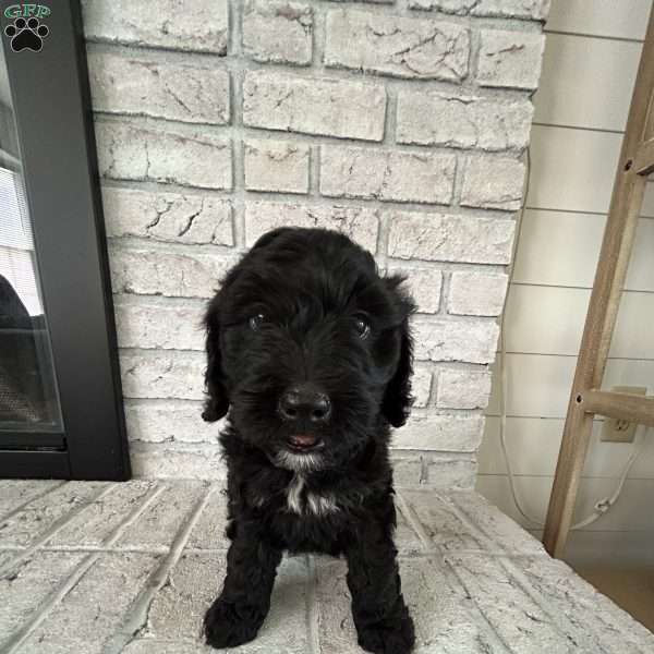 Nellie, Bernedoodle Puppy